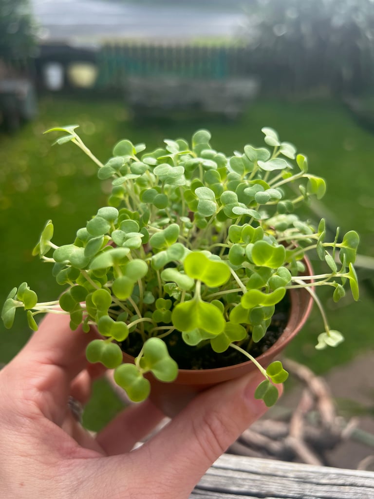 Microgreen Mix Image 2