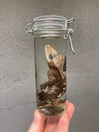 Image 1 of Crested Gecko