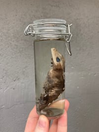 Image 2 of Crested Gecko