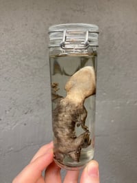 Image 3 of Crested Gecko