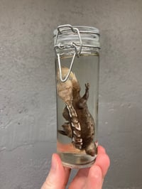 Image 4 of Crested Gecko