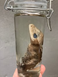 Image 5 of Crested Gecko