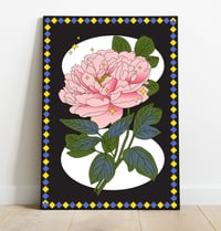 Pivoine