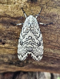 Leopard Moth