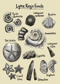Lyme Regis Fossils - A4 print