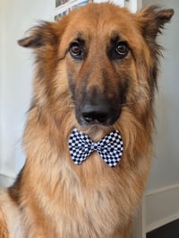 Image 2 of Checkerboard Bow