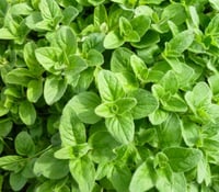Image 2 of OREGANO LEAF(Mexican)