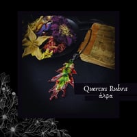 Image 1 of ☽ Quercus Rubra ☾