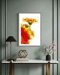 Image 2 of NO DAISY NO BACKGROUND (36X24)