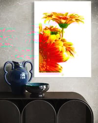 Image 4 of NO DAISY NO BACKGROUND (36X24)