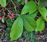 Image 2 of CAPADULLA