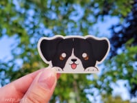 Biscotti Peeker Sticker