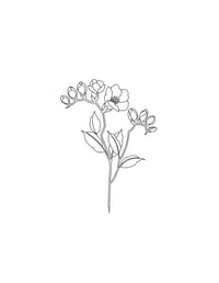 Image 2 of freesia