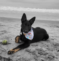 Image 9 of summit spring market reversible bandana