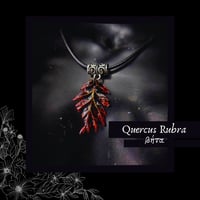 Image 2 of ☽ Quercus Rubra ☾