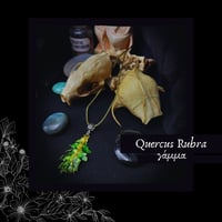 Image 3 of ☽ Quercus Rubra ☾
