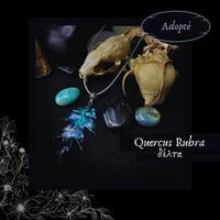 Image 5 of ☽ Quercus Rubra ☾