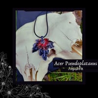 Image 1 of ☽ Acer Pseudoplatanus ☾