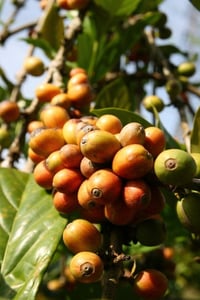 Image 3 of Malaysia - MY Liberica - Anaerobic Natural Liberica - Ultra Rare