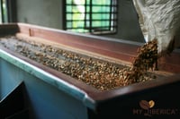 Image 4 of Malaysia - MY Liberica - Anaerobic Natural Liberica - Ultra Rare