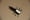 Image of CK Topwater Bug Template