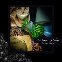 Image 1 of ☽ Carpinus Labradora ☾