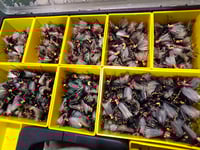 Image of Ultimate Cicada