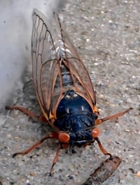 Image of Ultimate Cicada