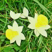 Image 1 of Yellow Daffodil Earrings 