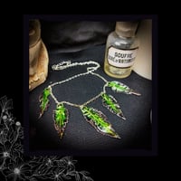 Image 4 of ☽ Sambucus Nero Viridium ☾