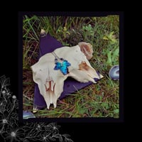 Image 2 of ☽ Hedera Pavonis ☾