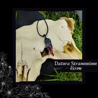 Image 1 of ☽ Datura Stramonium ☾