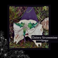 Image 1 of ☽ Datura Strega ☾