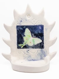 Moth Thorn Shelf