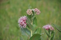 Image 2 of Showy Milkweed : Asclepias speciosa