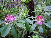 Image 2 of Pacific Rhododendron : Rhododendron macrophyllum 