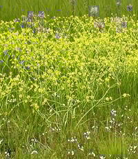 Image 2 of Western Buttercup : Ranunculus occidentalis