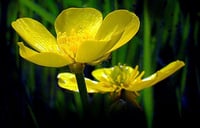 Image 3 of Western Buttercup : Ranunculus occidentalis