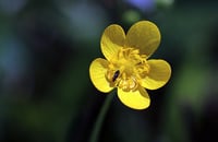 Image 1 of Western Buttercup : Ranunculus occidentalis