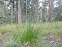Chamisso Sedge : Carex pachystachya