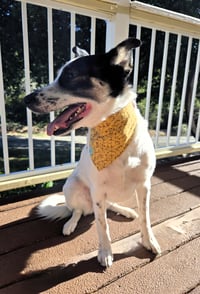 Image 10 of winnie spring market reversible bandana