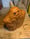 Image of 1. Douglas Fir Spook