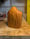 Image of 1. Douglas Fir Spook