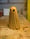 Image of 3. Classic Pine Spook
