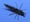 Image of Crittermite