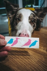 Image 3 of Pride Bird Decals