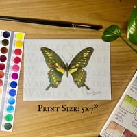 Image 2 of Giant Swallowtail Watercolor Giclee Print