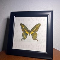 Image 3 of Giant Swallowtail Watercolor Giclee Print