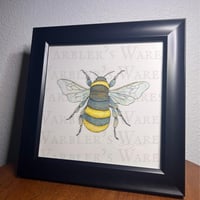 Image 3 of North American Bumblebee  Watercolor  Giclee Print 