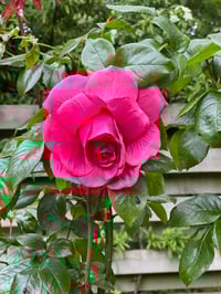 Image 4 of pink rose clip